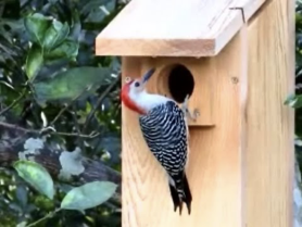Artificial-Woodpecker-Nest