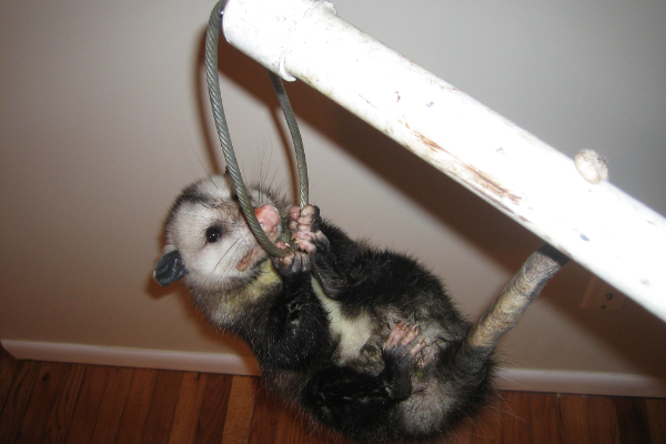 Baby-Opossum-Hanging