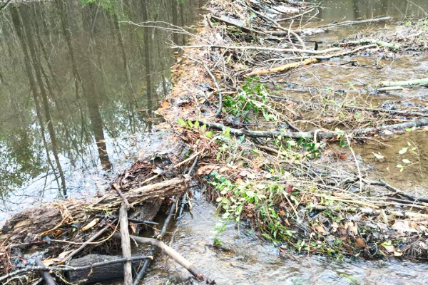 How to remove a Beaver Dam - Wildlife Pest Control