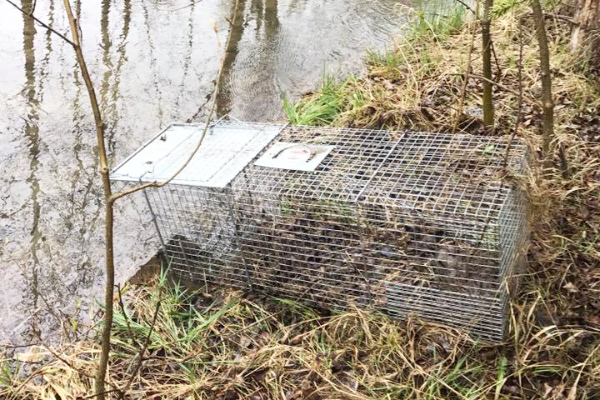 Beaver-Trap