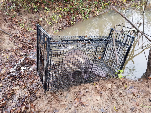 Beaver-Trapped-1