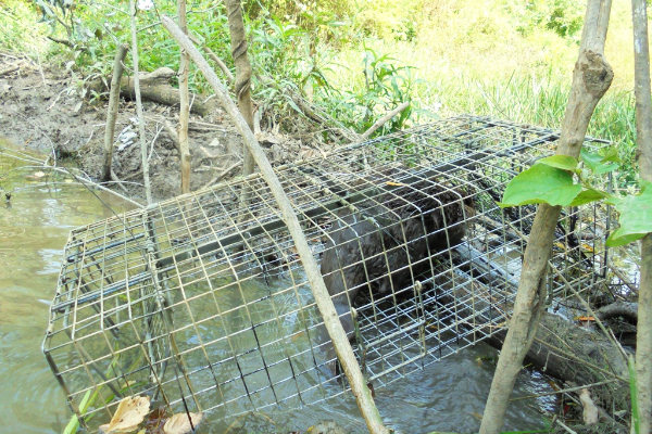 Beaver-Trapped-2