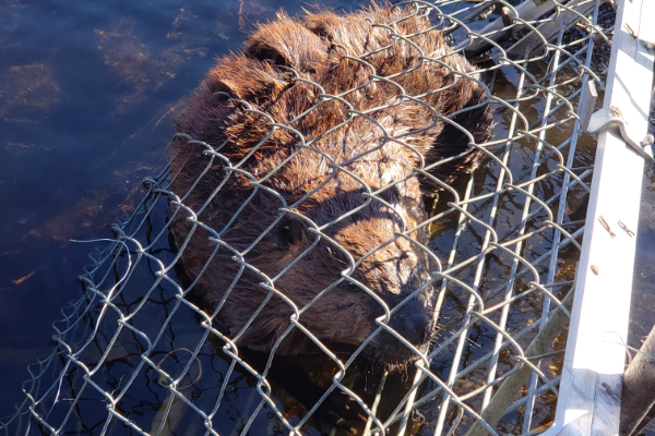 Beaver-Trapped-3