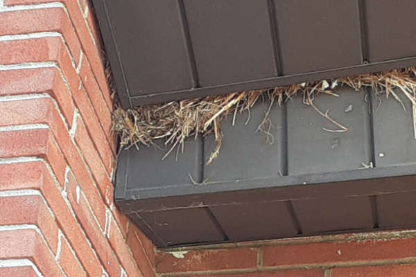 Bird-Nest-Building