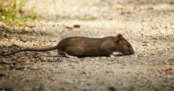 Brown-Rat