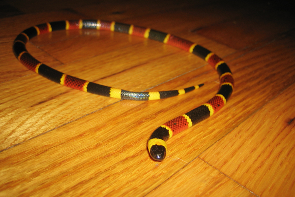 Coral-Snake-Venomous