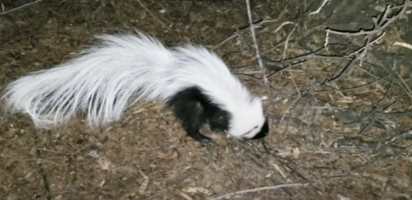 Hooded-Skunk