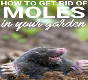 Mole-Garden