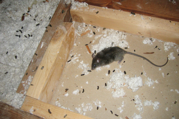 Mouse-Droppings