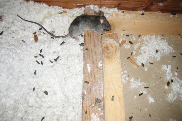 Mouse-In-Attic