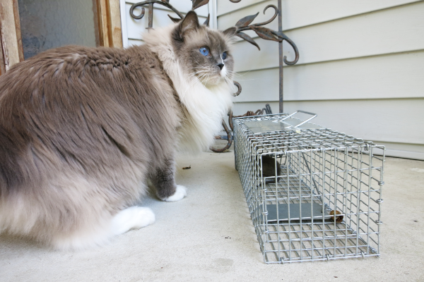 Mouse-Prevention-Cat