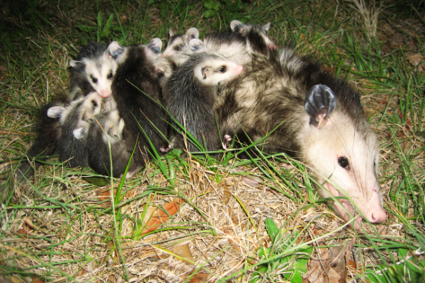 Opossom-Mother-With-Babies-2