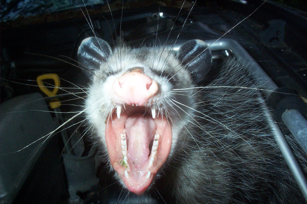 Opossom-Yelling