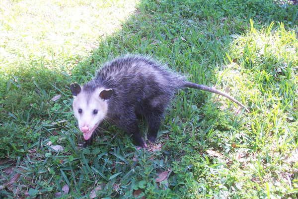 Opossum-11