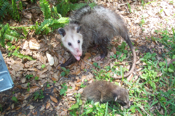 Opossum-2