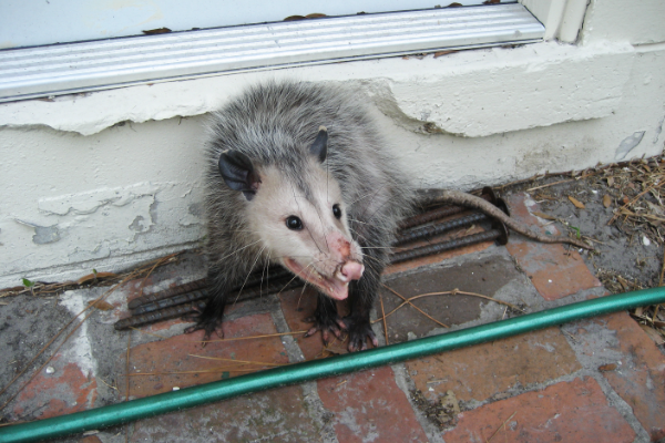 Opossum-5