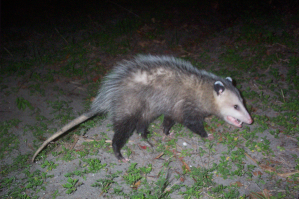 Opossum-6