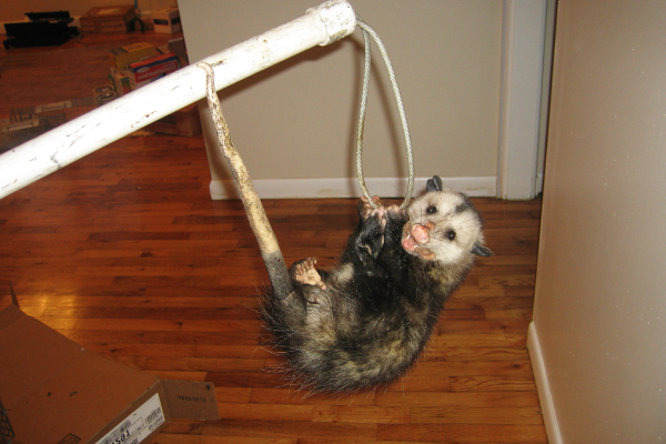 Opossum-7