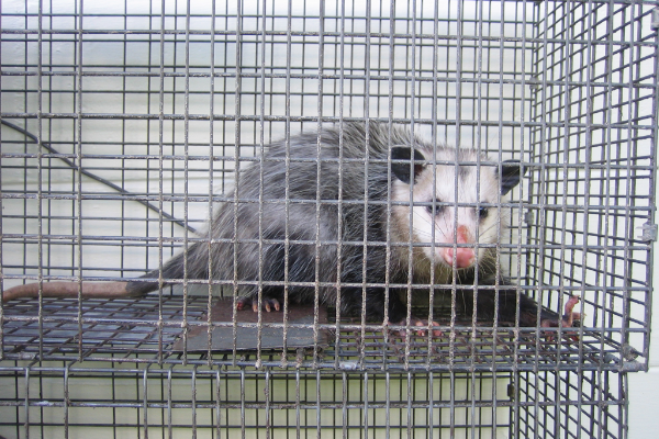 Opossum-8