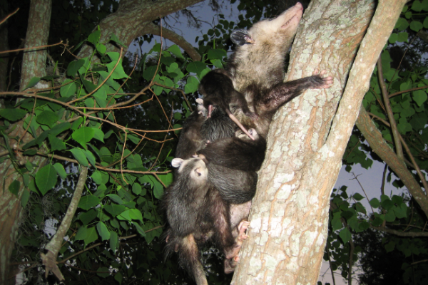 Opossum-Mother-With-Babies-Tree