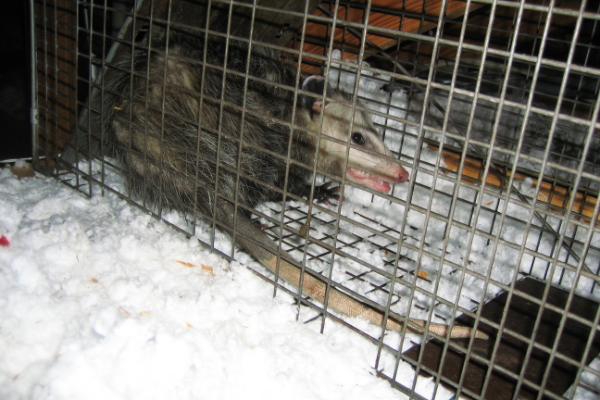 Opossum-Trapped-Attic