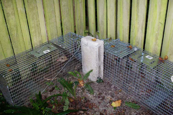 Opossum-Traps