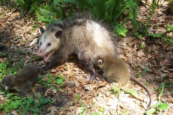 Opossum-With-Baby-Raccoons