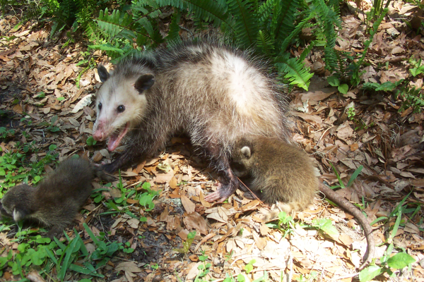 Are Opossums Dangerous? - Wildlife Pest Control