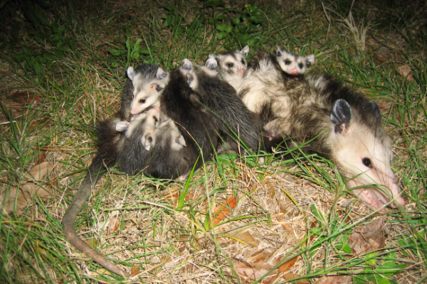 Opossum-mother-with-babies