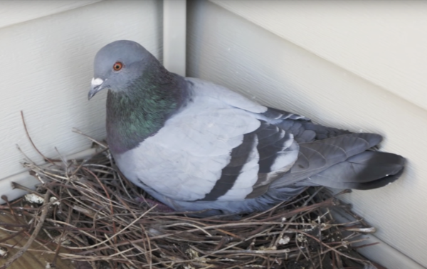 Pigeon-In-Nest