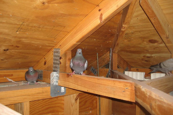 Pigeons-In-Attic