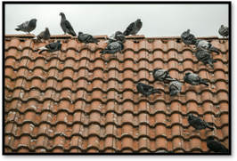 Pigeons-On-Roof-2