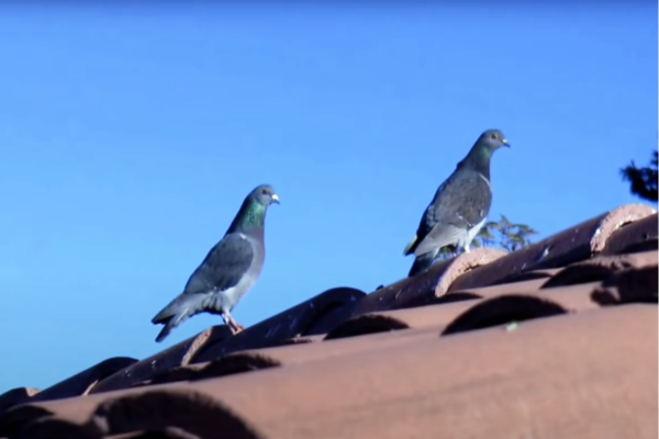 Pigeons-On-Roof