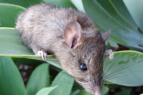 Rat-On-Leaf