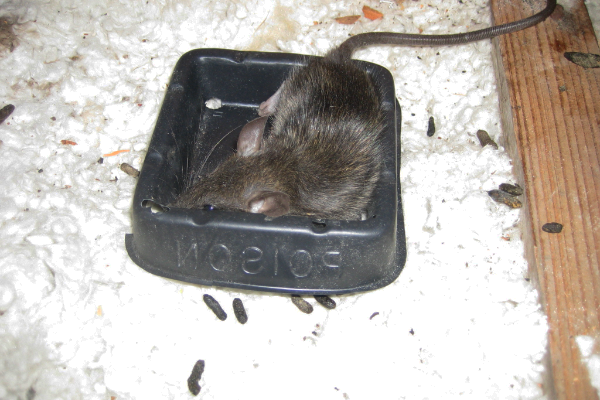 Rat-Traps-3