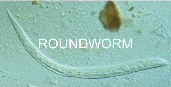 RoundWorm-Pigeon-Disease