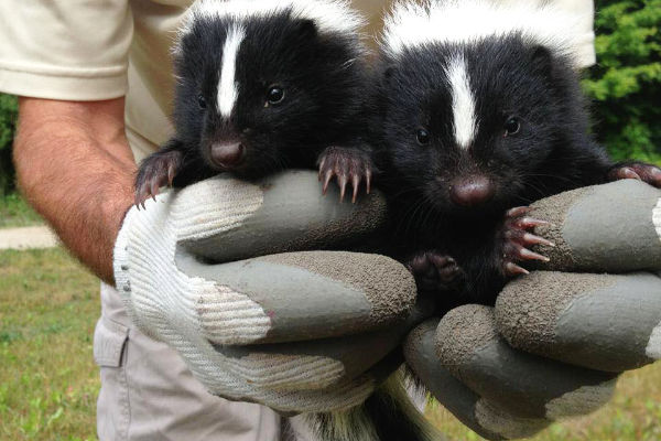 Skunk-Babies