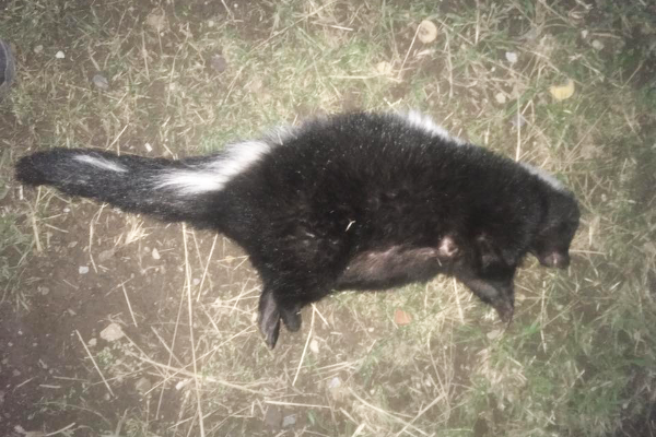 Skunk-Dead