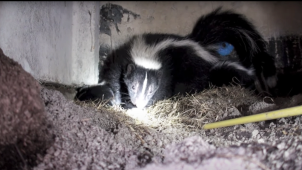 Skunk-Habitat-Den