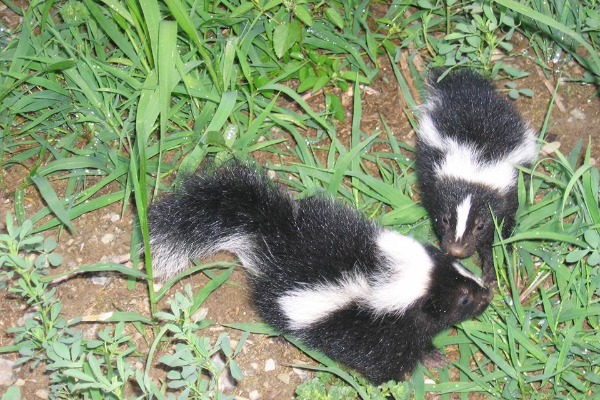 Skunk-In-Yard