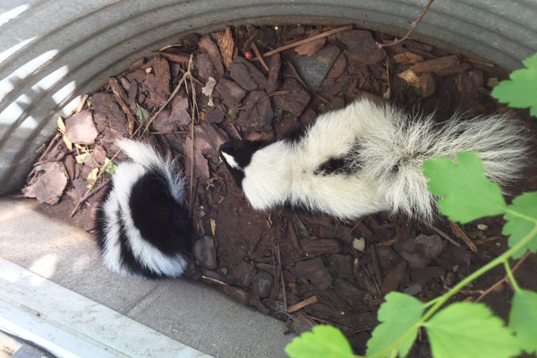 Skunk-Window-Well-2