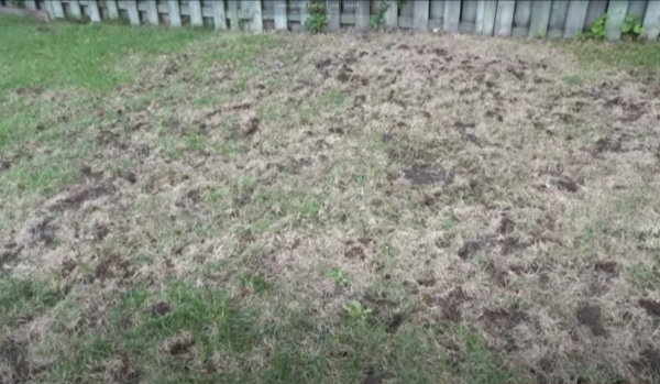 Skunk Lawn Damage