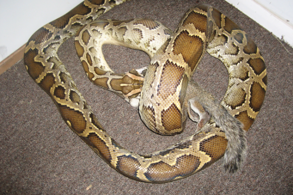 Snake-Constrictor-1