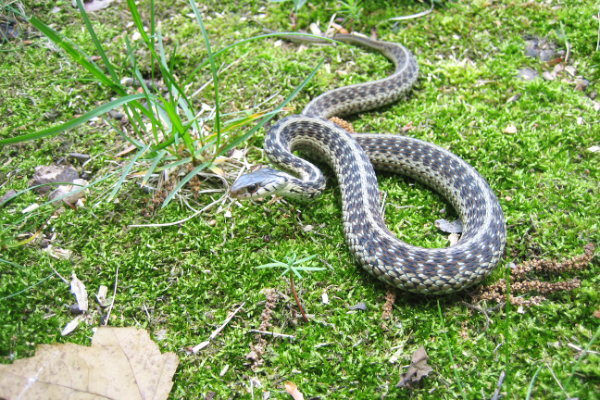 Snake-In-Garden