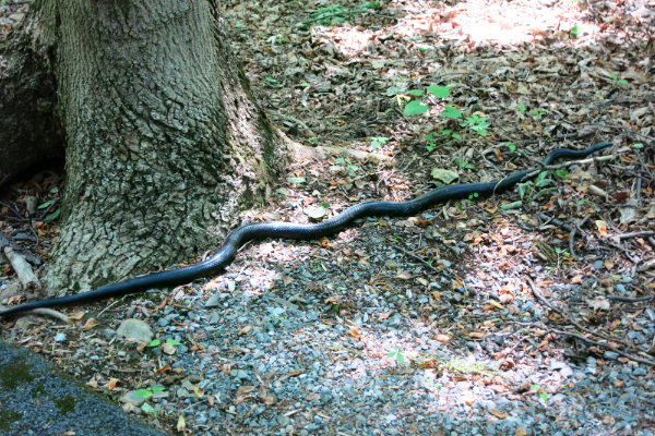 Snake-In-Yard