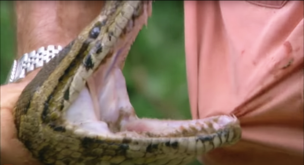 Snake-Teeth-Python