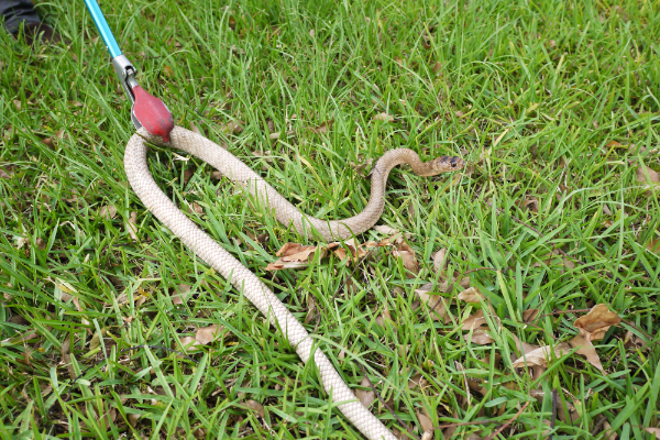 Snake-Tongs