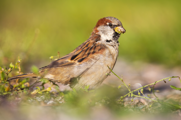 Sparrow-2