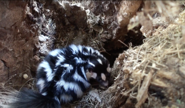 Spotted-Skunk