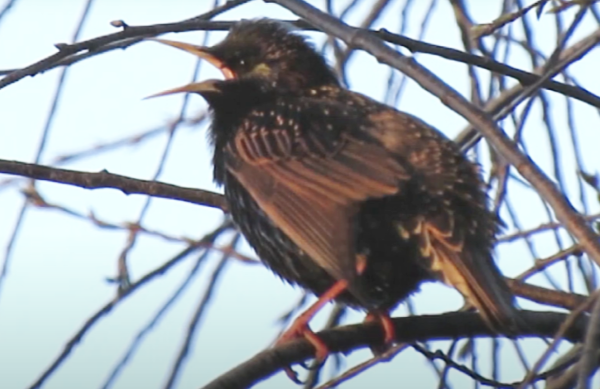Starling-In-Tree